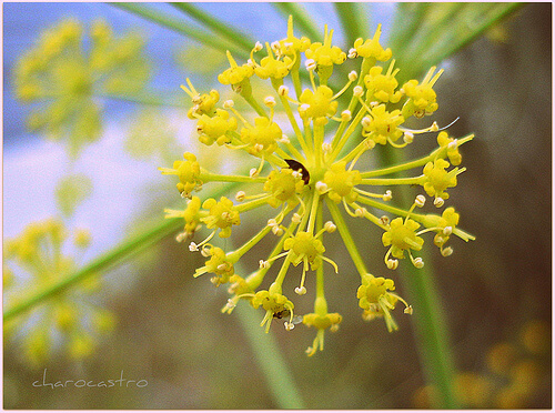 koper włoski rośliny na odchudzanie