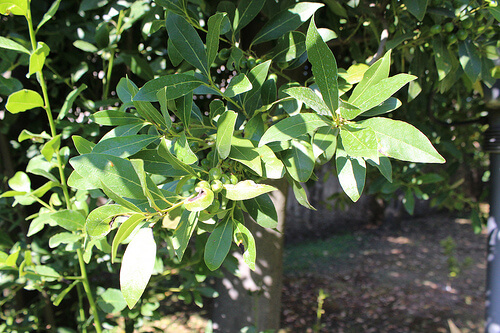 Wawrzyn rośliny na odchudzanie