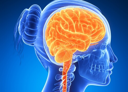 Mózg — jak zwiększyć jego wydajność?