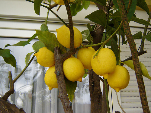 Cytryny na drzewku