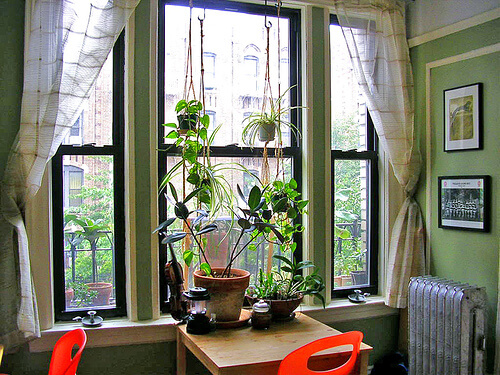 Rośliny przy oknie