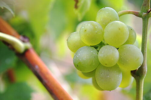 2#:zielone winogrona-zgaga.jpg