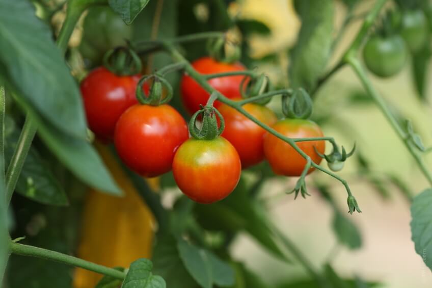 12#pomidory-Starzenie-się.jpg
