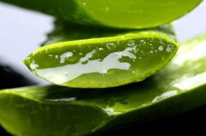 Aloes: 10 niesamowitych zastosowań