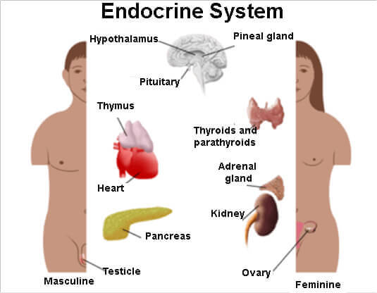 Układ hormonalny i zaburzenia hormonalne