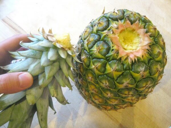 ananas w domu można wyhodować za pomocą innego ananasa