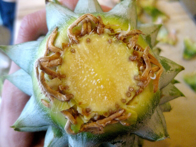 korona ananasa