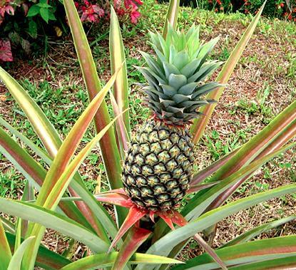 ananas