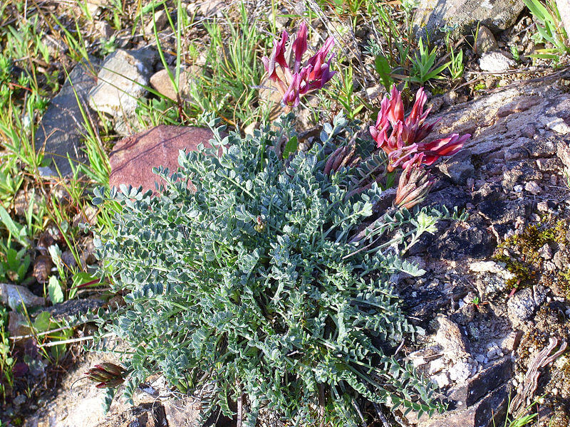 Astragalus incanus na odporność