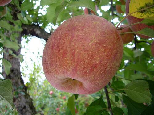 Jabłko na gałęzi drzewa