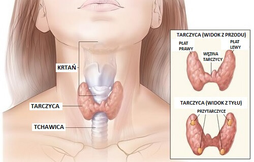 Tarczyca u kobiety