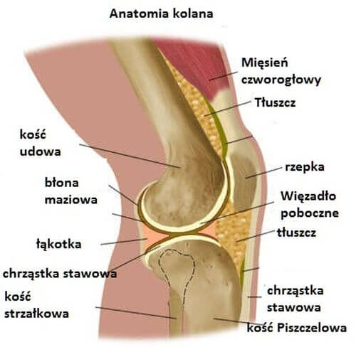 Anatomia kolana