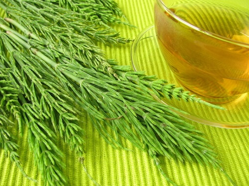 Skrzyp polny