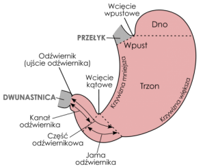 Wrzody żołądka – Jak naturalne leczyć?