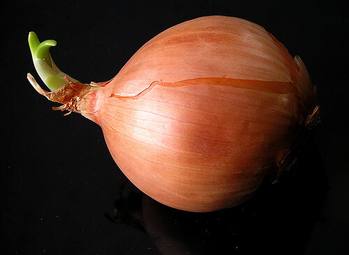 cebula