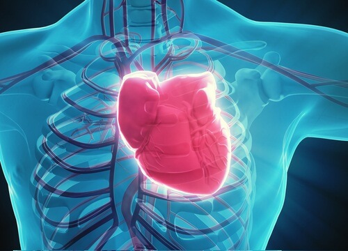 serce człowieka - miód zadba o jego zdrowie