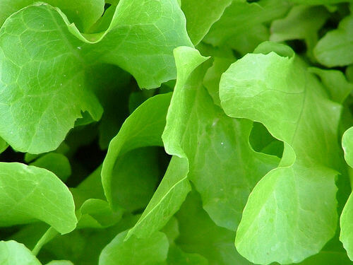 3#:salata-Trinity-nerwy.jpg