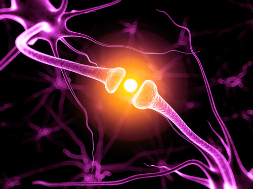 neuronas cerebrales