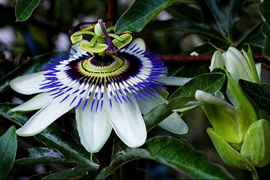 passiflora a lęk