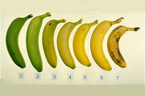 Które banany są zdrowsze - zielone czy dojrzałe?