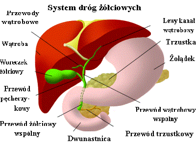 Schemat wątroby i trzustki