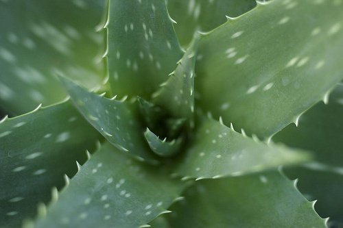 Aloes w doniczce