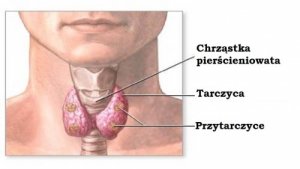 Zaburzenia tarczycy – Lecz je naturalnie