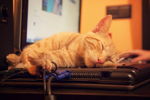 Śpiący kot