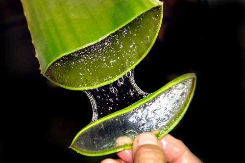 Naturalne środki przeczyszczające - aloes
