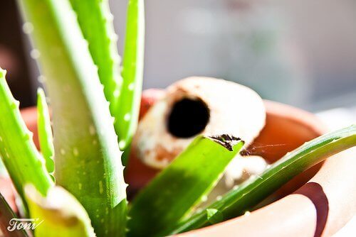 Aloes w doniczce