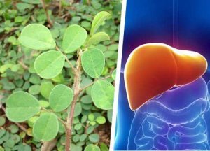 Desmodium stymuluje regenerację wątroby