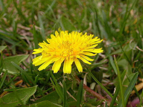 Mniszek lekarski
