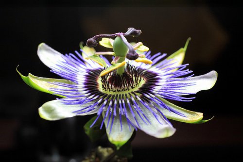 Lecznicza passiflora