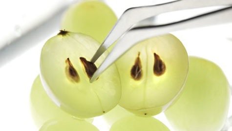 Pestki winogron
