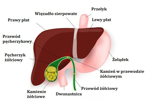 drogi żółciowe