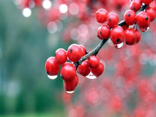 Guarana