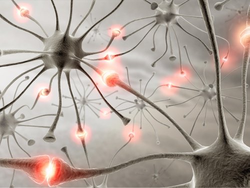 Połączenia neuronów w mózgu