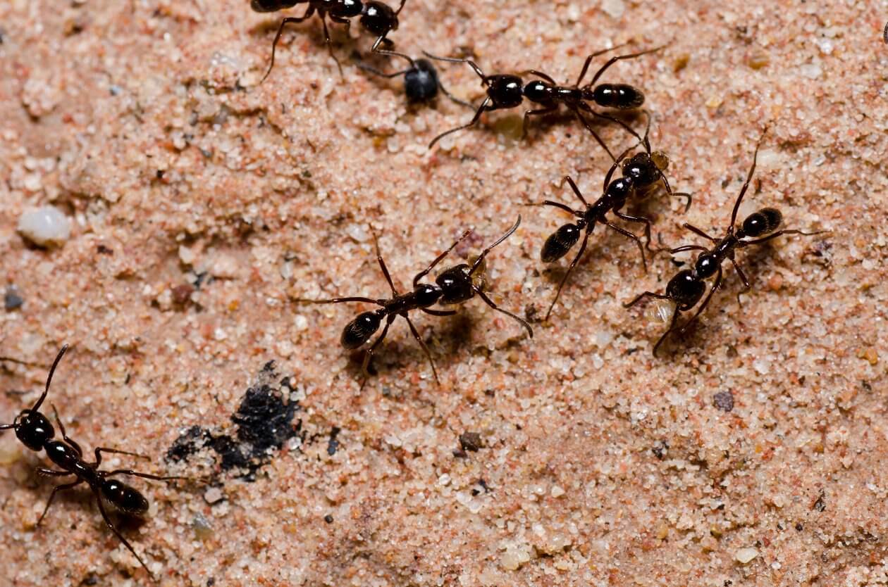 Atak mrówek