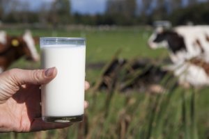 Mleko krowie: powody, dla których nie warto go pić