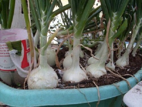 Uprawa cebuli