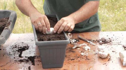 Czosnek i cebula – wyhoduj je w domowym ogródku