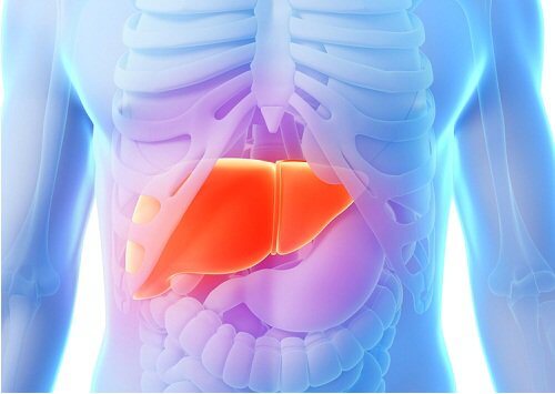 Wątroba w ludzkim organizmie