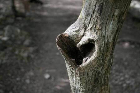 Dziura w kształcie serca w drzewie