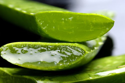 Aloes i żel w jego liściach