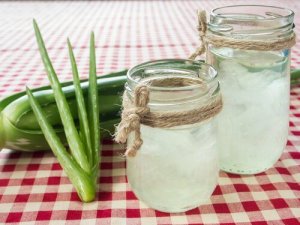 Aloes na oczyszczanie wątroby i spalanie tłuszczu