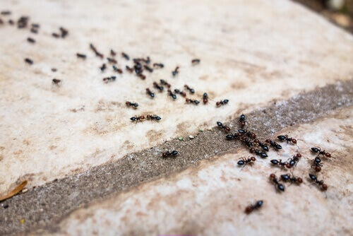 Mrówki: 6 naturalnych odstraszaczy