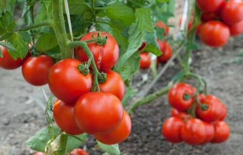 Pomidory – jak wyhodować je w domu?