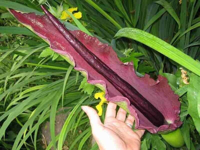 Drakunkulus zwyczajny