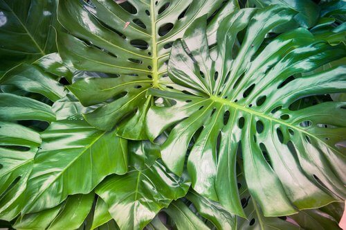 Filodendron