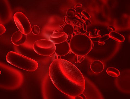 Erytrocyty - czerowne komórki krwi